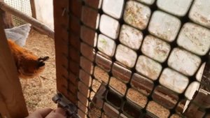 Содержание домашней птицы в теплице круглогодично.