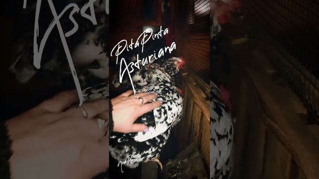 Pita Pinta Asturiana, Пита Пинта Астуриана, куры в моем хозяйстве.