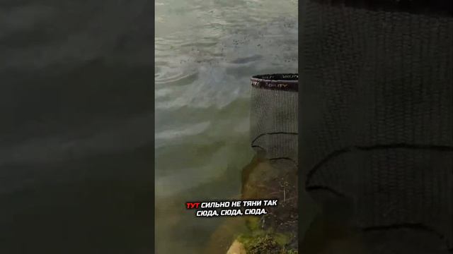 Улов толстолоба на поплавок! 🎣🐟 #рыбалка #удачнаярыбалка #ловлякарася