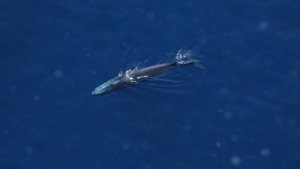 10 Самых Больших Морских Существ в Мире