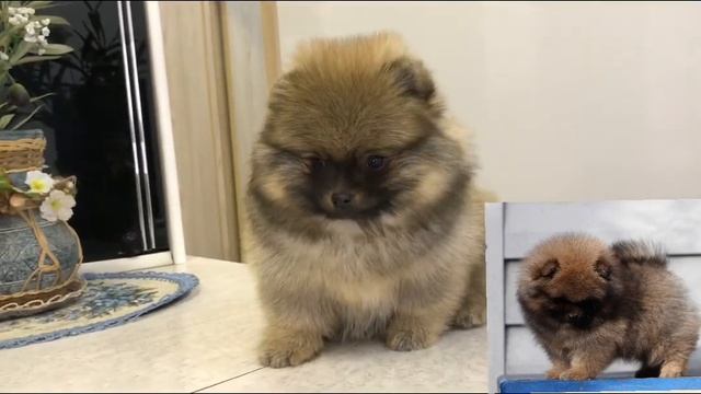 Соболь Еврася шпиц.