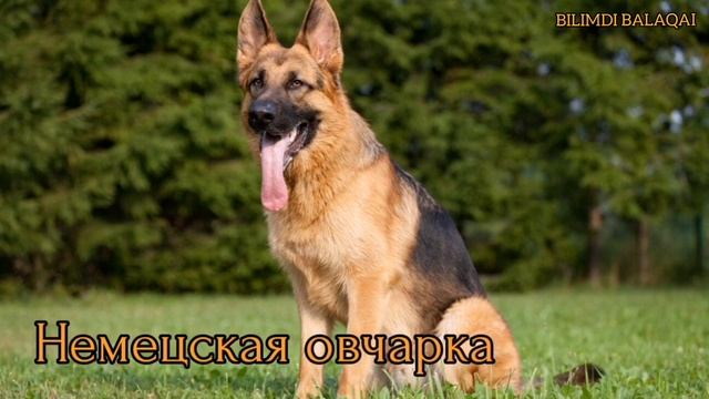 #Dogbreeds #Породысобак #Собаки#Dogs#Иттұқымдары Породы собак. Познавательные видео. Хочу всё знать