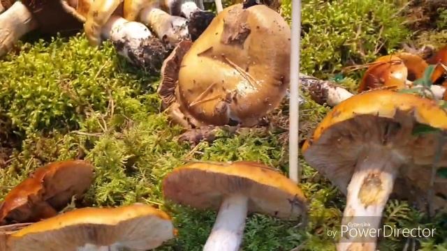 ???ГРИБЫ СЪЕДОБНЫЕ И НЕ СЪЕДОБНЫЕ ! MUSHROOMS EDIBLE AND NON EDIBLE ! смотреть онлайн