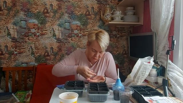 Посев цветов на рассаду: энотера, лобелия, колеусы и душистый табак. смотреть онлайн