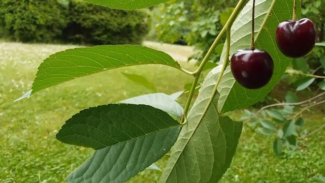 Почему осыпаются вишни? смотреть онлайн