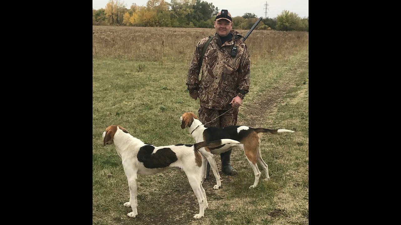 Охота на лису с гончими # 6. Fox hunting with hound. Геройский лисовин. смотреть онлайн