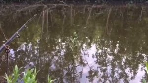 Ловлю линя в лесном озере на удочку