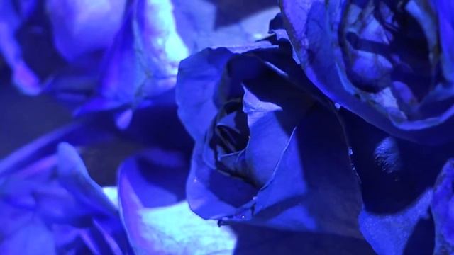 Букет из 25 синих роз 50 см (Эквадор) смотреть онлайн