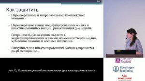 Герпесвирусная инфекция кошек