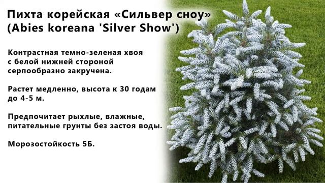 Хвойные растения в саду Пихта смотреть онлайн