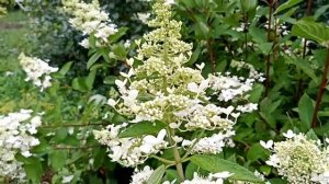 Гортензия метельчатая Мега Перл.