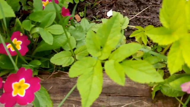 Дачный блог,красивые цветы в саду!/Dacha blog, beautiful flowers in the garden