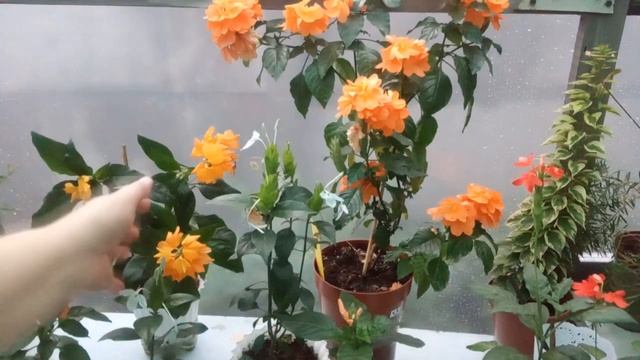 ?Не морочьте людям голову!???♀️ смотреть онлайн