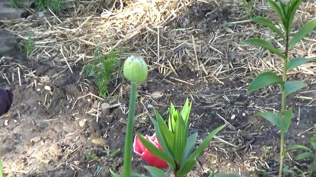 Начало цветения аллиумов смотреть онлайн