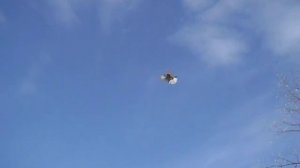 Николаевские голуби Курского края