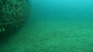 A Field of Garden Eels, Bristle Worms, and an Unidentified Sand Worm