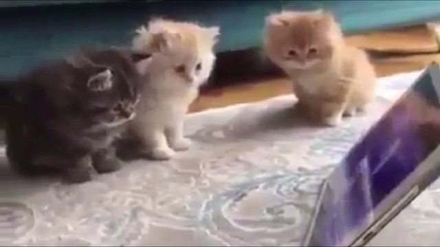 Как занять котят