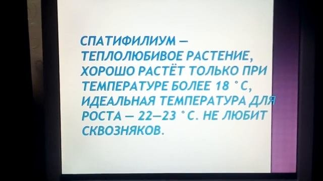 Домашний цветок Спатифилиум