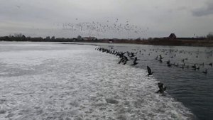 Бакланы на Ангаре.