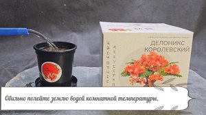 Сад Радости: Делоникс Королевский  (инструкция по посеву и пересадке)