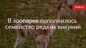 В Московском зоопарке пополнилось семейство редких викуний