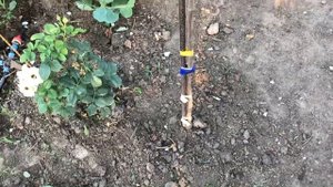 Штамбовая роза Пьер де Ронсар!Не сажай пока не посмотришь это видео!Штамбовые розы!Розы Артема!