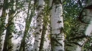Как удалить смолу с одежды