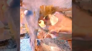 dog mating close up