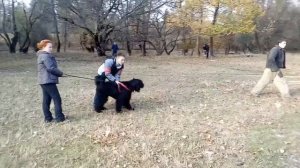 ЗКС Симферополь Русский черный терьер