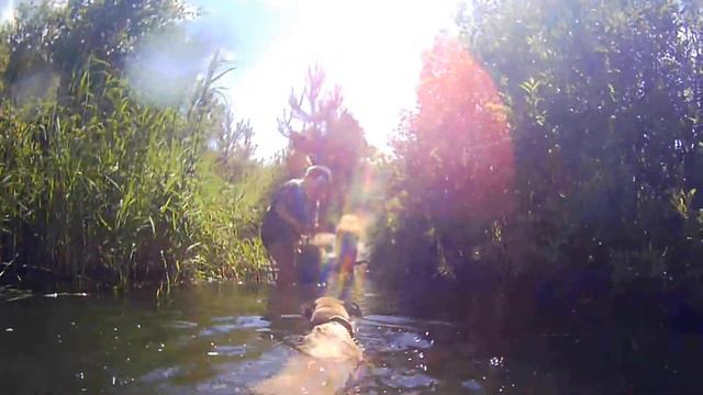 Купание Лилу. Ногинский приют. смотреть онлайн