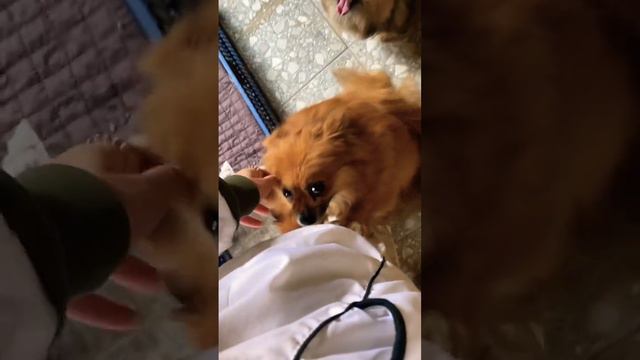 #шпиц#померанский#dog#love#красотка#заводчики смотреть онлайн