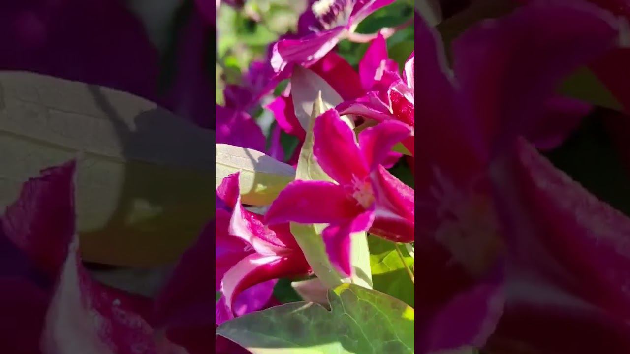 Клематисы с колокольчатой формой цветка. Саженцы. Спрашивайте каталог на вацап 89193271772 смотреть онлайн