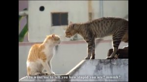 LES GROS MOTS - PAROLE DE CHAT