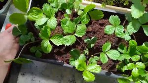 Выращивание земляники и клубники (часть 2). Собираем и кушаем первые ягодки выращенные на балконе.