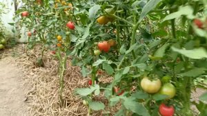 Розовоплодный томат "Гео"