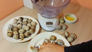 Какие яйца нужны для инкубации? Отбор перепелиных инкубационных яиц (вес, форма, окрас, размер)