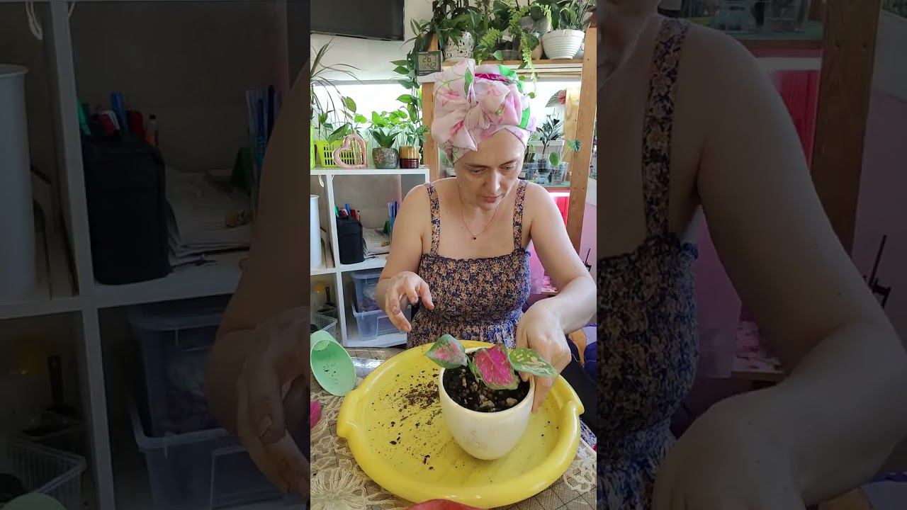 Пересадка аглаонем Рэд Валентайн и просто Мария.