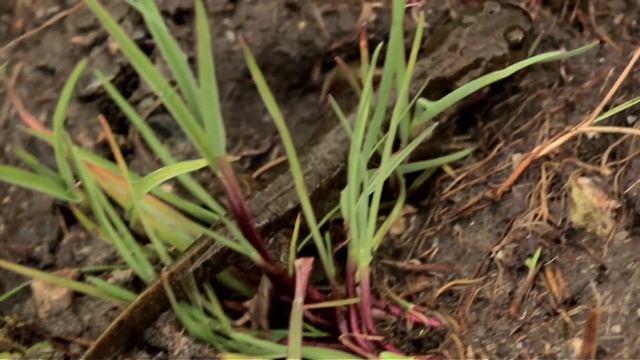 Казахстан. Животные. Живые символы планеты смотреть онлайн