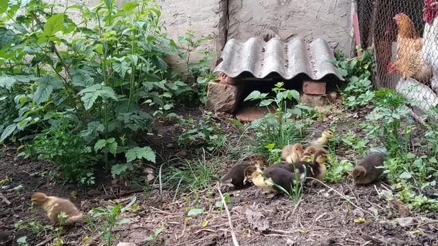 Индоутка с утятами на прогулке. смотреть онлайн