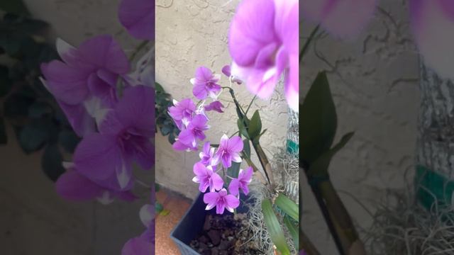 Dendrobium Nobile y paseito por mi patio смотреть онлайн