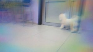 Волшебный Бишон в салоне Манифик Минск