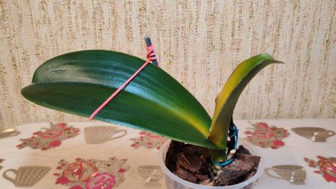 Пропадает орхидея... #фаленопсис #орхидея