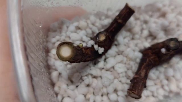 Гортензии в перлите Почки есть.Жду корни?Наблюдения смотреть онлайн