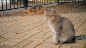 Выбор камеры иобъектива для новичка: Sony SEL35F18 35mm F/1.8 &  Sony Alpha 6300