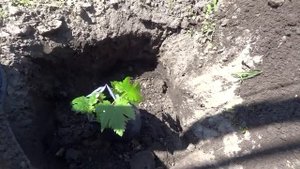 ПОСАДКА ВИНОГРАДА НА ПОСТОЯННОЕ МЕСТО В ГРУНТ.(посадка вегетирующих саженцев из черенков винограда)
