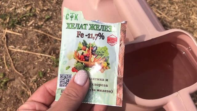 Побелели листья помидоров??? ЧТО ДЕЛАТЬ??? хлороз почвы / дефицит железа