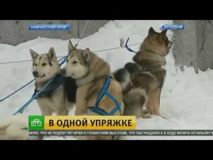 На Камчатке готовятся к рекордной гонке каюров. Репортаж корреспондента НТВ Сергея Анцигина