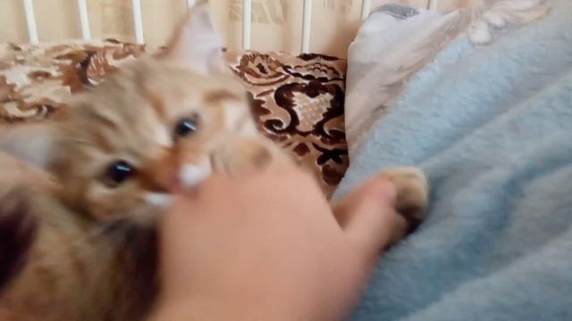 Алиска хотела лечь спать но я ей этого сделать не дала 🤣 смотреть онлайн