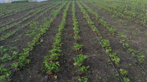 Маточник клубники. Активируем корневую систему