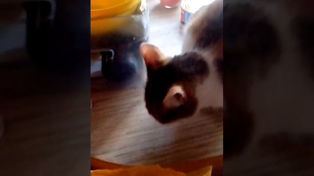 кошка ест корм лапой смотреть онлайн